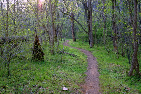 Beaver Trail