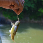 Lynchburg parks and recreation, Fishing at Hollins Mill Park
