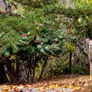 Lynchburg Parks and Recreation, riverside park, deer