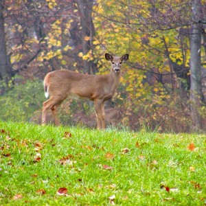 Lynchburg Parks and Recreation, riverside park, fall deer