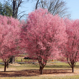 Lynchburg Parks and Recreation, riverside park, spring