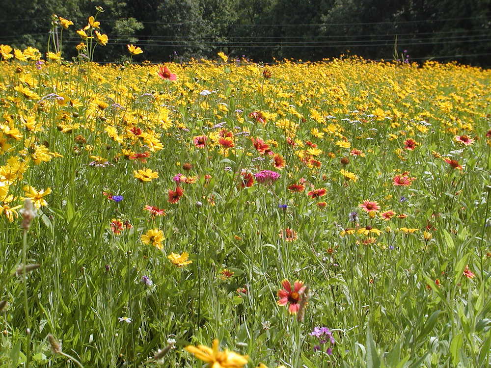 Lynchburg Parks and Recreation, sandusky, flowers