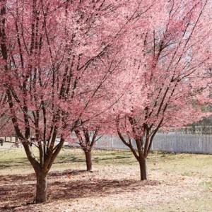 Lynchburg Parks and Recreation, riverside park, cherry trees, spring