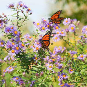 Butterfly garden with Lynchburg Parks and Recreation