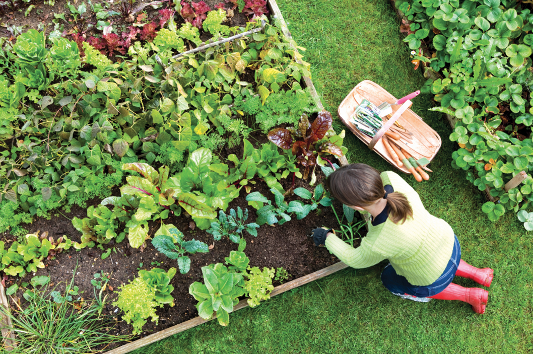 Herb Gardening with Lynchburg Parks and Recreation