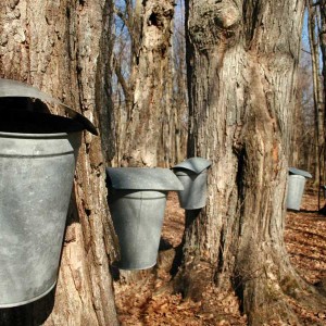 Lynchburg Parks and Recreation, Maple Sugaring