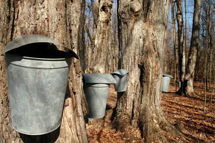 Lynchburg Parks and Recreation, Maple Sugaring