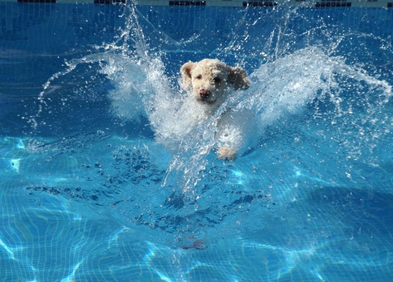 pawsinthepool
