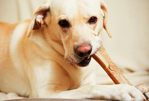 DIY Project: Dog Treats and Container