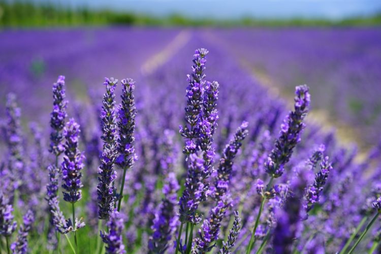 Evergreen Lavender Farm Lynchburg Parks & Recreation