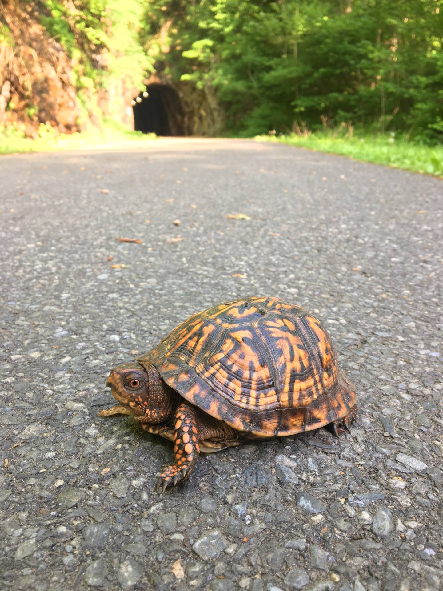 Box Turtle Nesting Season Has Arrived - Lynchburg Parks & Recreation